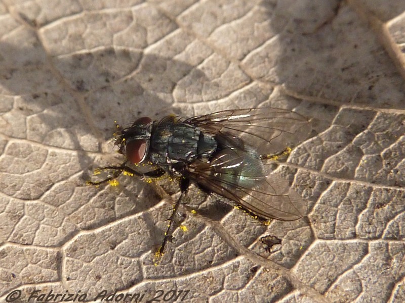 Calliphoridae: cfr. Bellardia sp., femmina